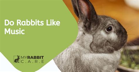 Do Bunnies Like Music? And Other Pet Rabbit Behavior Mysteries