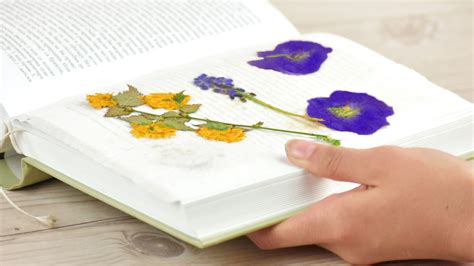 How to Dry Books: A Guide to Preserving Your Library Treasures